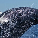 whale watching juneau alaska