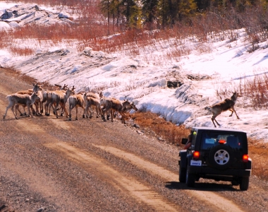 Denali Jeep Excursions Denali Jeep Excursions