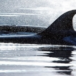 LuLu Belle / Glacier Wildlife Cruises Valdez Alaska