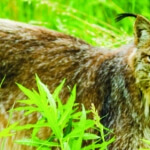 Yukon wildlife preserve in whitehorse yukon