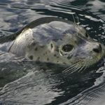 alaska sea life center - seward