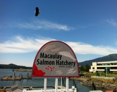 DIPAC Macaulay Salmon Hatchery