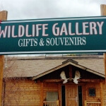 Yukon wildlife gallery teslin yukon