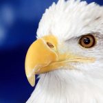American Bald Eagle Foundation