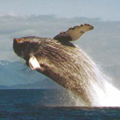 Whale Watching tours in Alaska