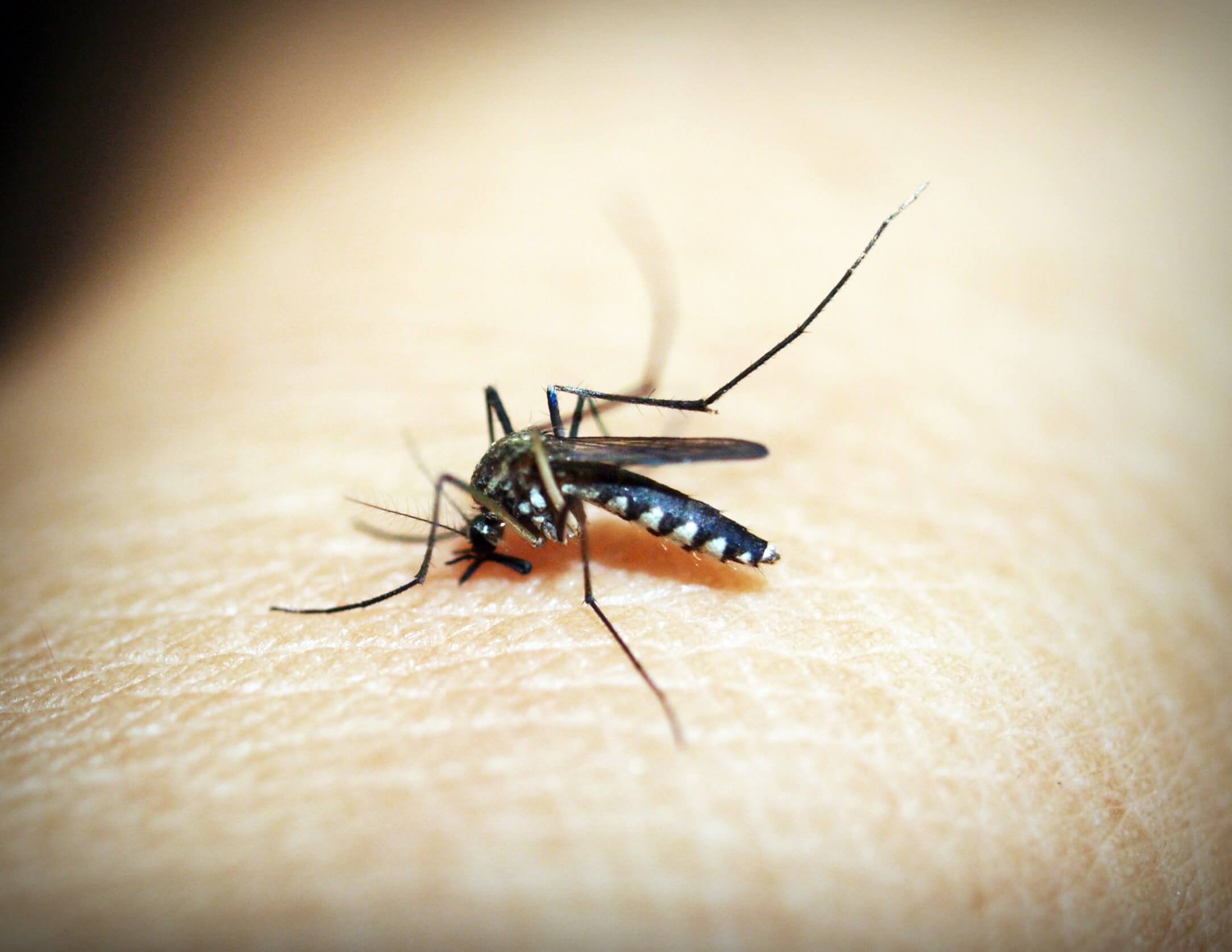 Alaska mosquito
