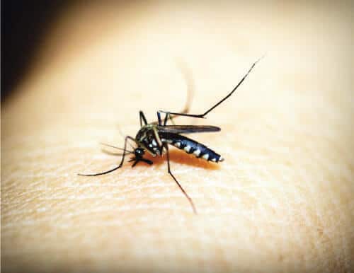 Alaska mosquito
