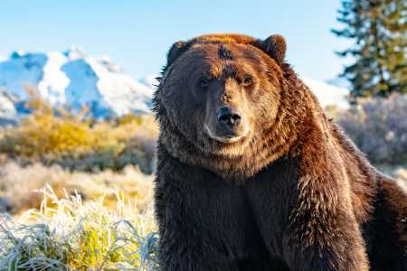 JB the bear at the Alaska Wildlife Conservation Center