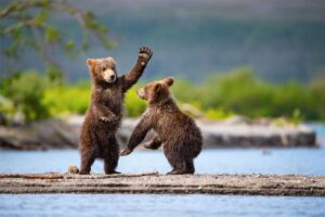 Bears in Alaska