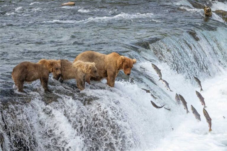 Bears in Katmai National Park Park
