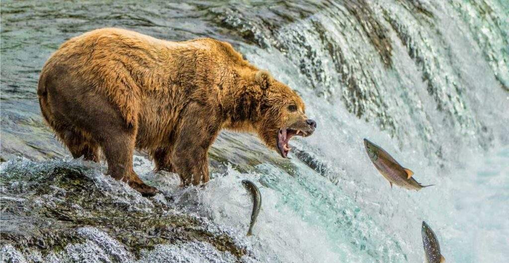 Fat Bear Week in Katmai National Park