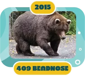 Fat Bear Week Winner 2015