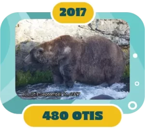 Fat Bear Week Winner 2017