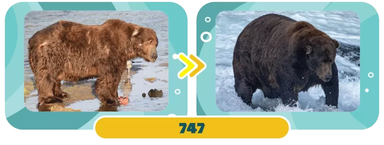 Fat Bear Week Winner 2022