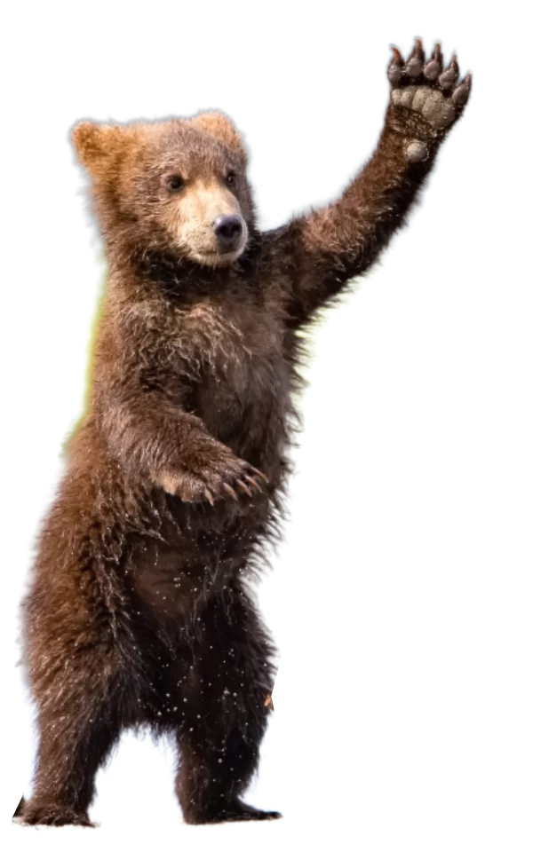 alaska cruise best stops Alaska Bear