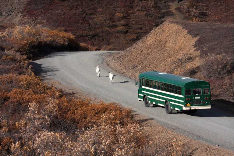 Alaska in June: Denali National Park Shuttle encounters wildlife on the road