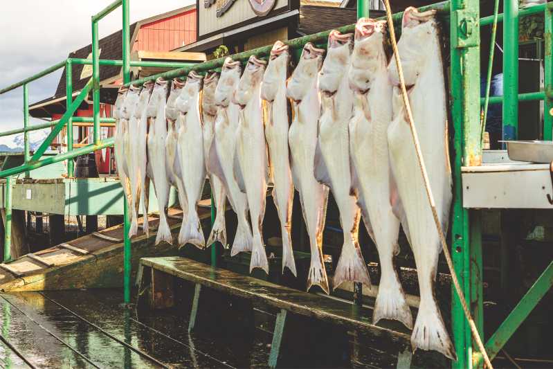 Best RV Parks & Campgrounds Near Homer Alaska