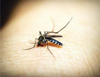 Alaska Mosquito