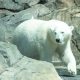Alaska zoo polar bear