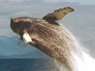 whale-things-to-do-watching whale-things-to-do-watching